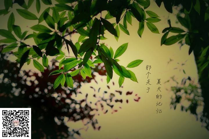 小秋的第三版网站风格搞好了(图2)